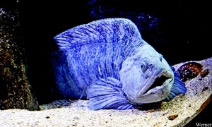 IMG_3742-12d_2025-09-18-do_vvk-Mech_2caps_Nausicaá_zeewolf