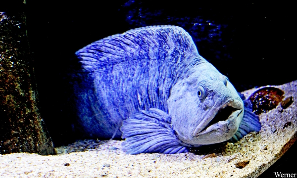 IMG_3742-12d_2025-09-18-do_vvk-Mech_2caps_Nausicaá_zeewolf