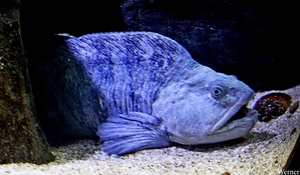 IMG_3743-12d_2025-09-18-do_vvk-Mech_2caps_Nausicaá_zeewolf