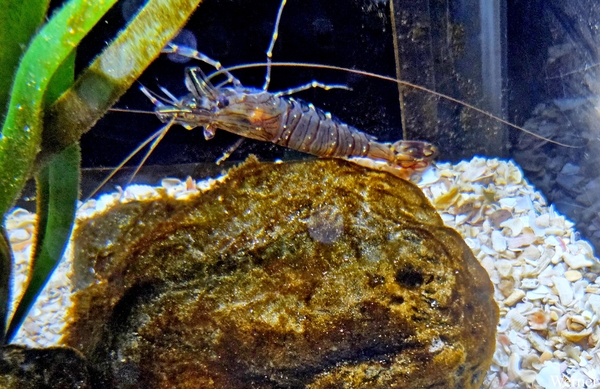 20250918_143450-S25_2025-09-18-do_vvk-Mech_2caps_Nausicaá_garnaa