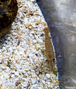 20250918_143457-S25_2025-09-18-do_vvk-Mech_2caps_Nausicaá_garnaa