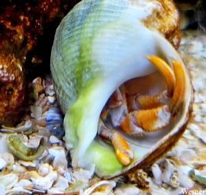 20250918_143521-S25_2025-09-18-do_vvk-Mech_2caps_Nausicaá_je-zie