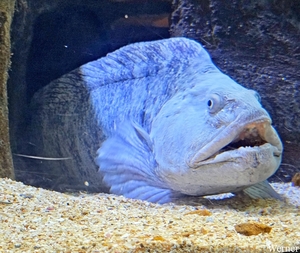 20250918_143616-S25_2025-09-18-do_vvk-Mech_2caps_Nausicaá_zeewol