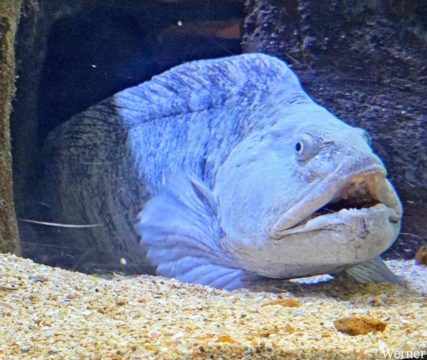 20250918_143616-S25_2025-09-18-do_vvk-Mech_2caps_Nausicaá_zeewol