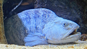 20250918_143640-S25_2025-09-18-do_vvk-Mech_2caps_Nausicaá_grooot