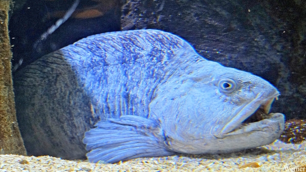 20250918_143640-S25_2025-09-18-do_vvk-Mech_2caps_Nausicaá_grooot