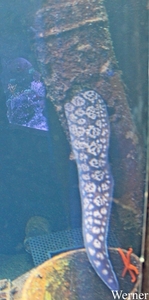 IMG_3746-12d_2025-09-18-do_vvk-Mech_2caps_Nausicaá_jezietmijniet