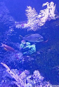 IMG_3748-12d_2025-09-18-do_vvk-Mech_2caps_Nausicaá_goudbrasem-QQ