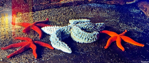 20250918_143812-S25_2025-09-18-do_vvk-Mech_2caps_Nausicaá_5potig