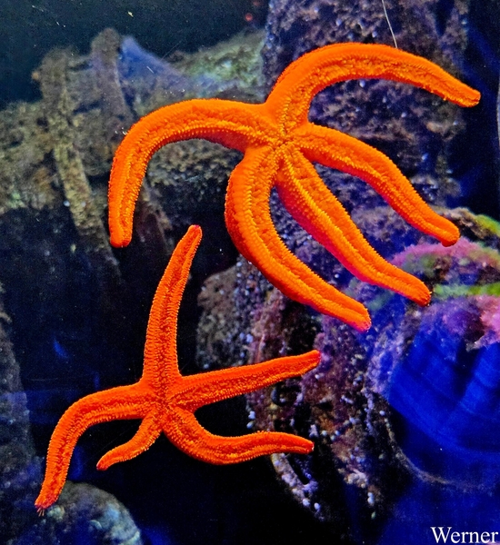 20250918_143851-S25_2025-09-18-do_vvk-Mech_2caps_Nausicaá_5-poti