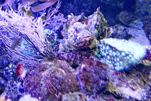 IMG_3750-12d_2025-09-18-do_vvk-Mech_2caps_Nausicaá_steenvis