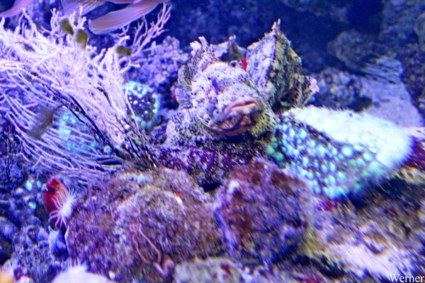 IMG_3750-12d_2025-09-18-do_vvk-Mech_2caps_Nausicaá_steenvis