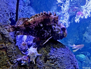 20250918_143952-S25_2025-09-18-do_vvk-Mech_2caps_Nausicaá_steenv