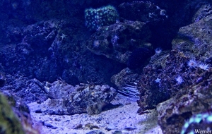 IMG_3753-12d_2025-09-18-do_vvk-Mech_2caps_Nausicaá_steenvis=gift