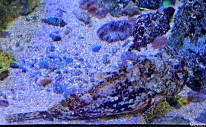 20250918_144042-S25_2025-09-18-do_vvk-Mech_2caps_Nausicaá_steenv