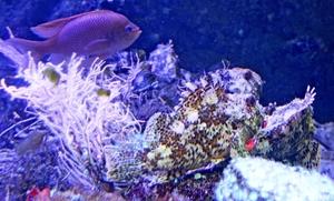 IMG_3755-12d_2025-09-18-do_vvk-Mech_2caps_Nausicaá_steenvis