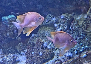 20250918_144128-S25_2025-09-18-do_vvk-Mech_2caps_Nausicaá_vlagge