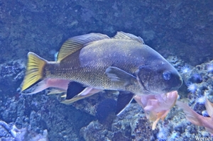 20250918_144138-S25_2025-09-18-do_vvk-Mech_2caps_Nausicaá_Zee-ra