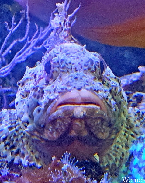 20250918_144209-S25_2025-09-18-do_vvk-Mech_2caps_Nausicaá_geen-i