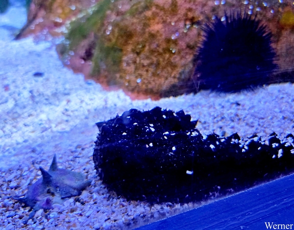 20250918_144357-S25_2025-09-18-do_vvk-Mech_2caps_Nausicaá_geen-i