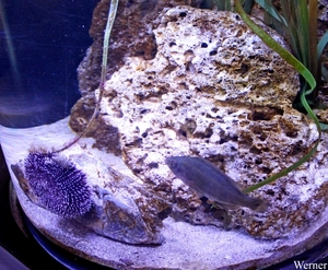 IMG_3759-12d_2025-09-18-do_vvk-Mech_2caps_Nausicaá_paarse-zee-eg