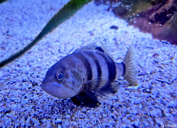 20250918_144433-S25_2025-09-18-do_vvk-Mech_2caps_Nausicaá_geen-i