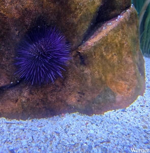 20250918_144451-S25_2025-09-18-do_vvk-Mech_2caps_Nausicaá_blauwe