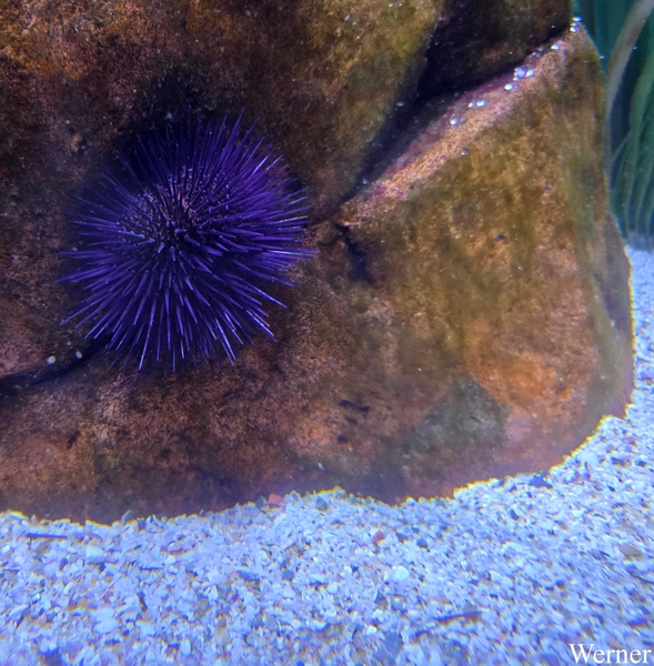 20250918_144451-S25_2025-09-18-do_vvk-Mech_2caps_Nausicaá_blauwe