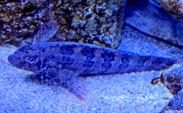 20250918_144649-S25_2025-09-18-do_vvk-Mech_2caps_Nausicaá_geen-i