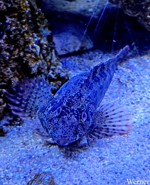 20250918_144720-S25_2025-09-18-do_vvk-Mech_2caps_Nausicaá_geen-i