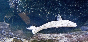 IMG_3769-12d_2025-09-18-do_vvk-Mech_2caps_Nausicaá_panterbaars-Q