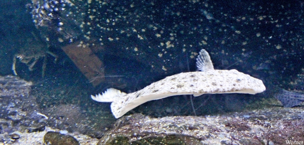 IMG_3769-12d_2025-09-18-do_vvk-Mech_2caps_Nausicaá_panterbaars-Q