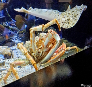 20250918_145302-S25_2025-09-18-do_vvk-Mech_2caps_Nausicaá_pracht