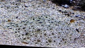 IMG_3770-12d_2025-09-18-do_vvk-Mech_2caps_Nausicaá_camuflage-vis