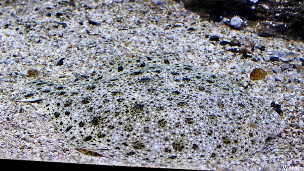 IMG_3770-12d_2025-09-18-do_vvk-Mech_2caps_Nausicaá_camuflage-vis