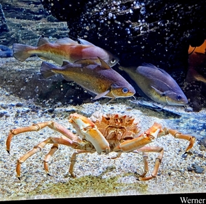 20250918_145329-S25_2025-09-18-do_vvk-Mech_2caps_Nausicaá_Japans