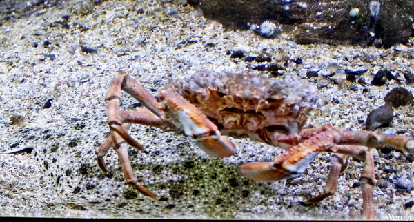 IMG_3771-12d_2025-09-18-do_vvk-Mech_2caps_Nausicaá_langepoten-ro