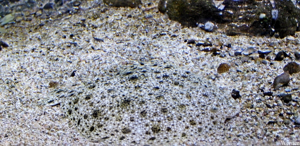 IMG_3772-12d_2025-09-18-do_vvk-Mech_2caps_Nausicaá_waarzitik-vis