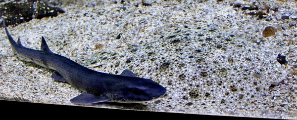 IMG_3773-12d_2025-09-18-do_vvk-Mech_2caps_Nausicaá_haai-op-waarz