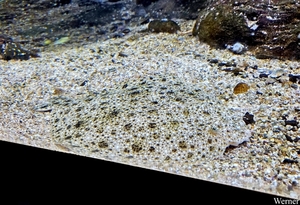 20250918_145505-S25_2025-09-18-do_vvk-Mech_2caps_Nausicaá_pracht