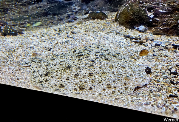 20250918_145505-S25_2025-09-18-do_vvk-Mech_2caps_Nausicaá_pracht