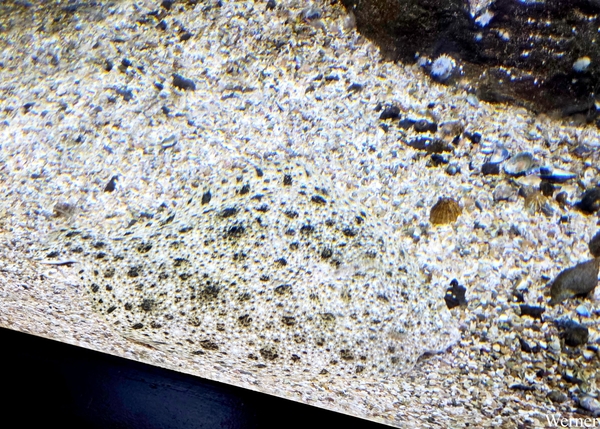 20250918_145524-S25__Nausicaá_prachtige-platte-pladijs-in-camouf