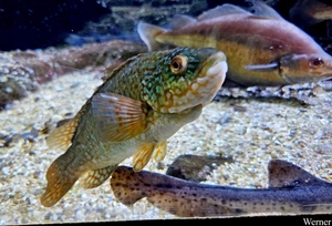 20250918_145531-S25_2025-09-18-do_vvk-Mech_2caps_Nausicaá_Gevlek