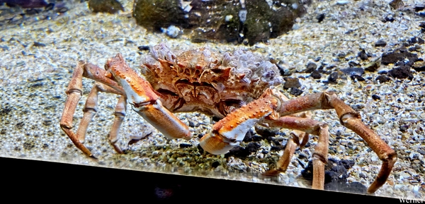 20250918_145602-S25_2025-09-18-do_vvk-Mech_2caps_Nausicaá_Japans