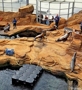 20250918_150435-S25_2025-09-18-do_vvk-Mech_2caps_Nausicaá_zeelee