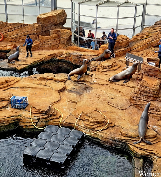 20250918_150435-S25_2025-09-18-do_vvk-Mech_2caps_Nausicaá_zeelee