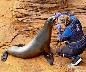 20250918_150841-S24_2025-09-18-do_vvk-Mech_2caps_Nausicaá_zee-le