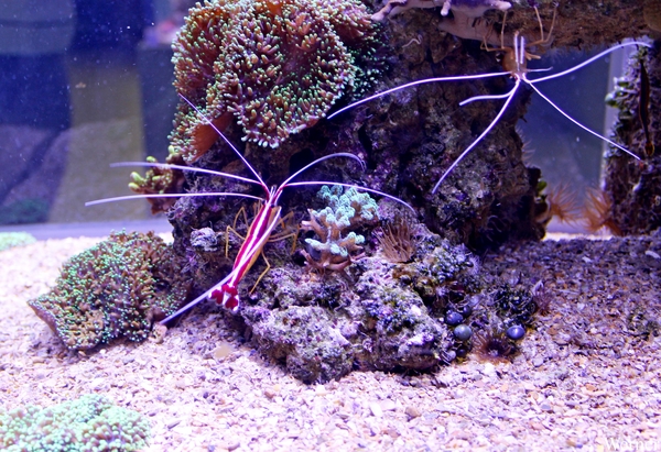 IMG_3783-12d_2025-09-18-do_vvk-Mech_2caps_Nausicaá_skunk-redline