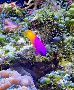 20250918_151827-S24_2025-09-18-do_vvk-Mech_2caps_Nausicaá_paars&