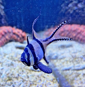 20250918_151853-S24_2025-09-18-do_vvk-Mech_2caps_Nausicaá_juweel